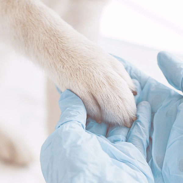 On Point Animal Hospital - Veterinarian Serves in Myrtle Beach SC :